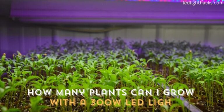 How Many Plants Can I Grow With a 300w LED Light?