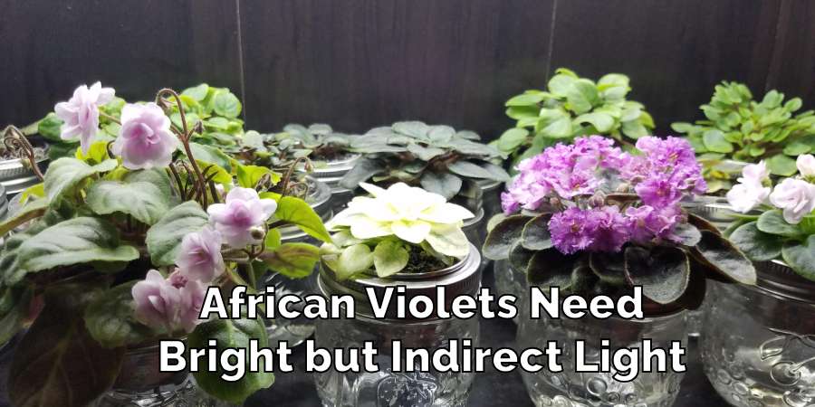 African Violets Need Bright but Indirect Light