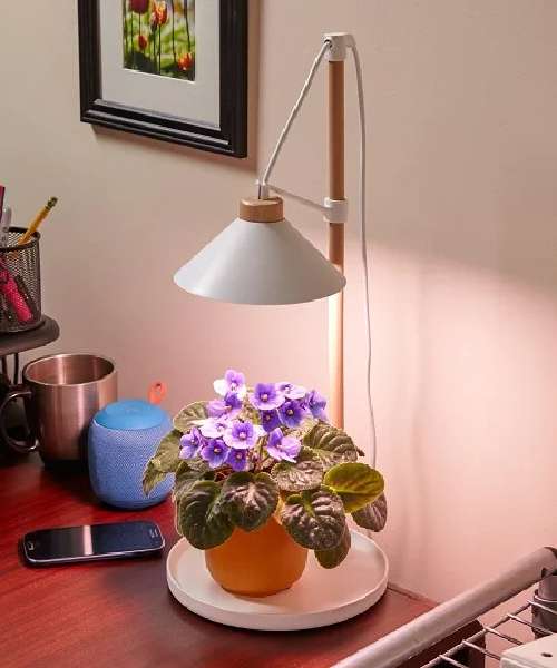 African Violets under LED