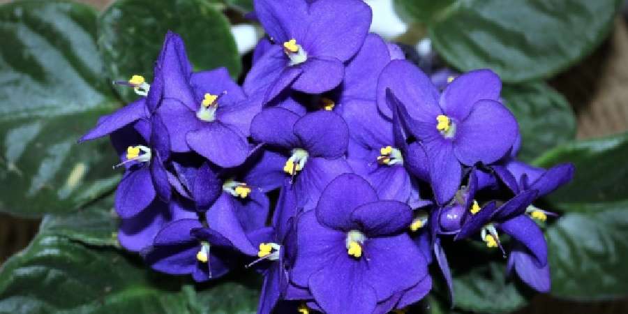 African Violets