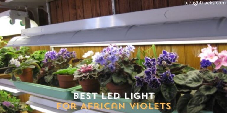 Best LED Light for African Violets