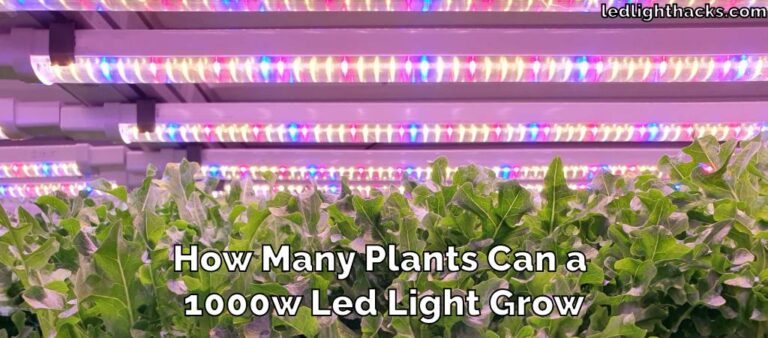 How Many Plants Can a 1000w Led Light Grow