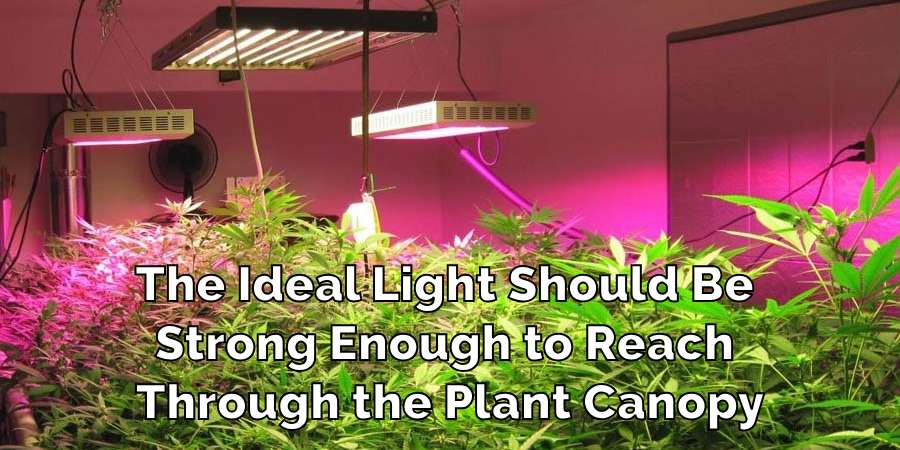 The Ideal Light Should Be 
Strong Enough to Reach 
Through the Plant Canopy