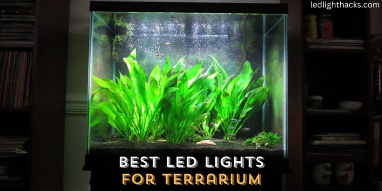 Best LED Lights for Terrarium