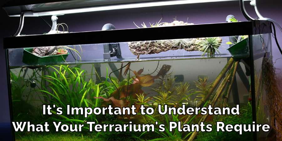 It's Important to Understand
What Your Terrarium's Plants Require