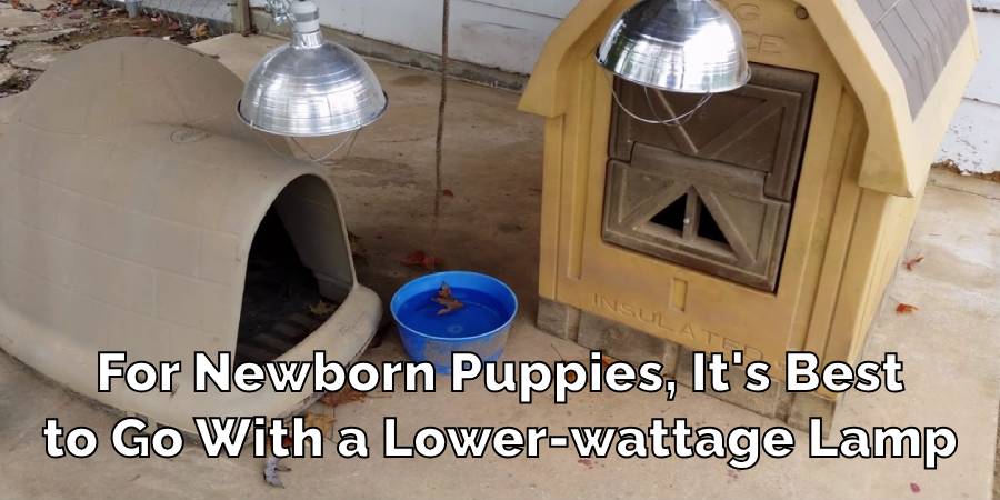 For Newborn Puppies, It's Best
to Go With a Lower-wattage Lamp